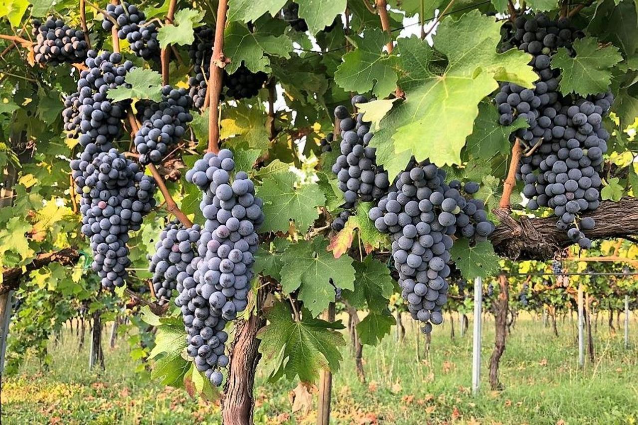 Agriturismo Podere Prasiano Marano sul Panaro Exterior foto